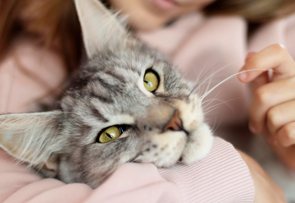 best camera for pets at home